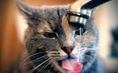 愛猫がお水を飲むとむせて苦しそう・・・４つの原因と対策とは？