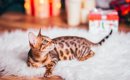 ねこニュースLINEテスト