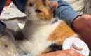 お父さんが愛猫のブラッシングをした結果…思わず胸がギュッとなる『信…