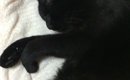 いぬのきじ書いたよー