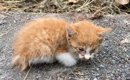 たくさんの草に埋もれていた『ボロボロの子猫』を保護してお世話した…