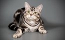アメリカンショートヘアの猫種情報（仮）テスト