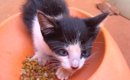 八の字眉毛の保護猫が立派に成長した様子が5.6万閲覧「平安時代の美女…