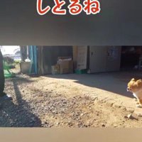 寝転がる黒白の猫