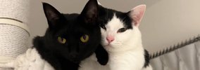 ハンモックの上でくつろぐ猫たち→2匹の『おてて』を見てみたら…あまり…