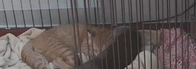 『子猫とカワウソのお留守番』を隠し撮りしてみたら…泣けるほど『可愛…