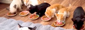 女の子が日本の家に帰宅すると、猫が…ちょっかい出されるも『不服そう…