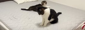 暑すぎるので1年ぶりに『ひんやり布団』を出してみたら、猫が…思わず…