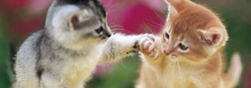 スマニューRSSテスト　yahoo　LINE　犬と飼い主は顔が似ていると言う…
