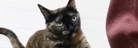 リラックスしすぎ猫