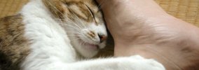 （常盤修正）猫は死期が近づくとどんな行動をとる？亡くなる前に見せ…