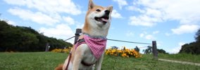 わんこをかわいく撮るテクニック
