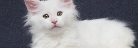 メインクーンの猫種情報（仮）