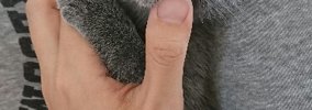 埋め込みテスト
