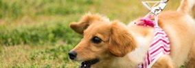 猫の足はなぜかわいいのか？検証してみた結果…衝撃の結末がこちら→