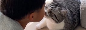『眠気に襲われた子猫』がベッドに行ったら…"母猫を待つ姿"…