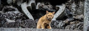 【元記事】手足の短い猫マンチカンを紹介！その性格からお値段まで！