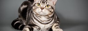 アメリカンショートヘアの猫種情報（仮）テスト
