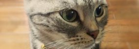 概要テスト猫のイカ耳について