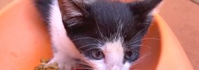 八の字眉毛の保護猫が立派に成長した様子が5.6万閲覧「平安時代の美女…