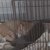 『子猫とカワウソのお留守番』を隠し撮りしてみたら…泣けるほど『可愛すぎる光景』が76万再生「なんていじらしい」「めっちゃ癒された」