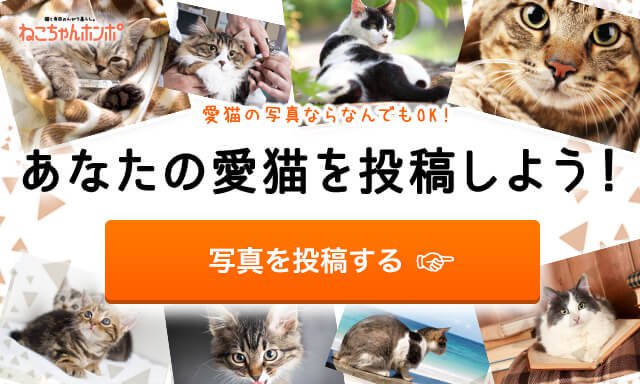 猫 アビシニアン ruiruiの写真