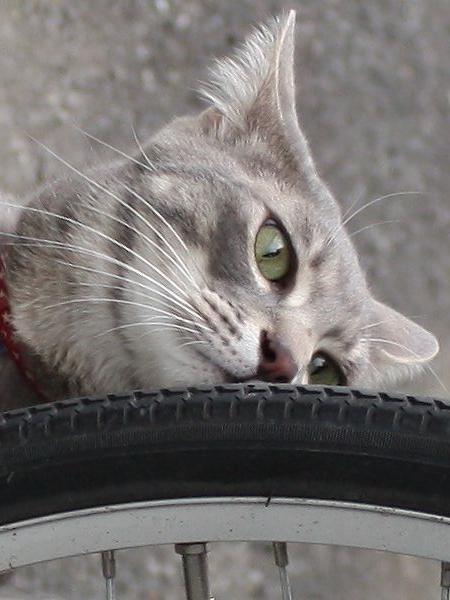 自転車が気になる