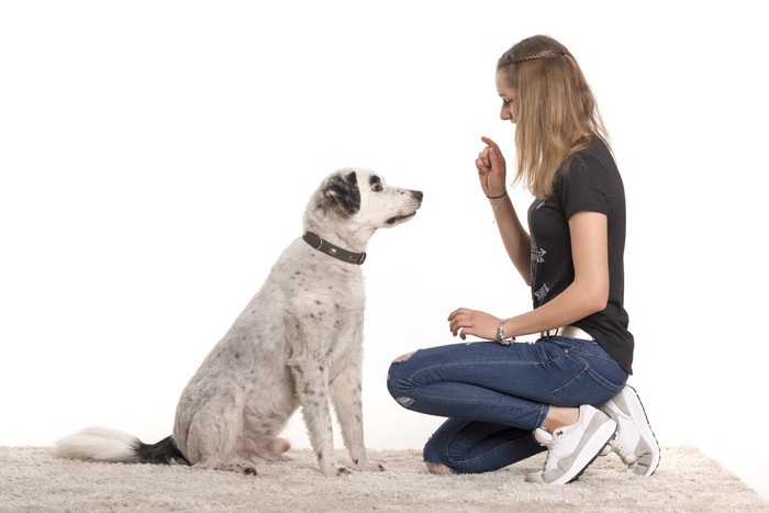 座っている犬と指示を出す女性