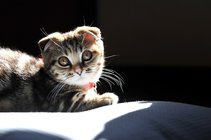 マンチカンの子猫