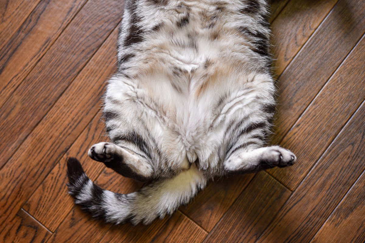 猫の『おヘソ』はどうなっているの？見つけ方のコツから見逃せないサインまで