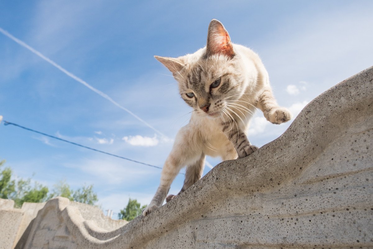 猫が外から『帰ってこない時』の理由3選！探し方と必要な備え