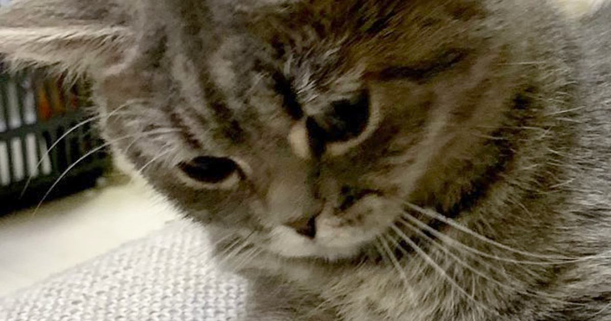 じーっとソファの隙間を見つめる猫→『視線の先』には…まさかの光景が可愛すぎると３万いいね「すごい遊びかたｗ」「なんか生えてきた」