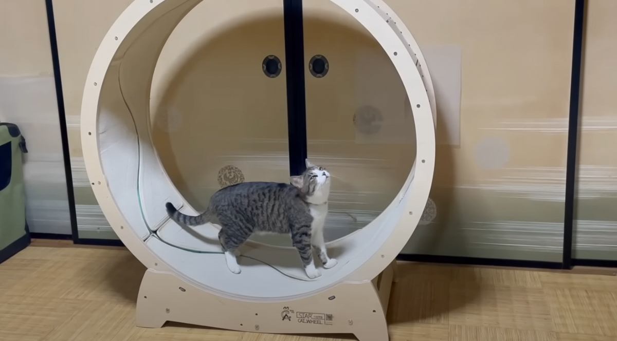 猫の誕生日に『キャットホイール』をあげてみたら…思わず笑みがこぼれる光景が82万再生「めっちゃほっこりしたｗ」「いい運動になるねｗ」