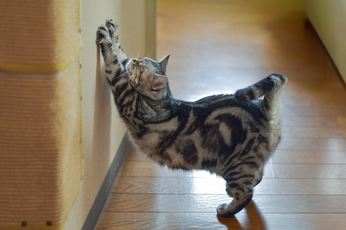 飼い主が愛猫に『やめてほしい』と願う行動4選　どう対処すればいい？試したい防止策まで