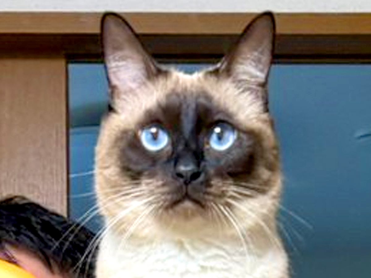 凛々しい顔つきのネコ→座っている場所を見てみると…まるで相棒？『アニメのようなツーショット』が720万表示「サトシとピカチュウやんｗ」