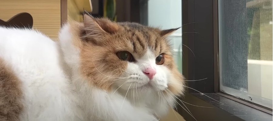 鳥を見つけて…！？怖い顔になってしまった猫くん