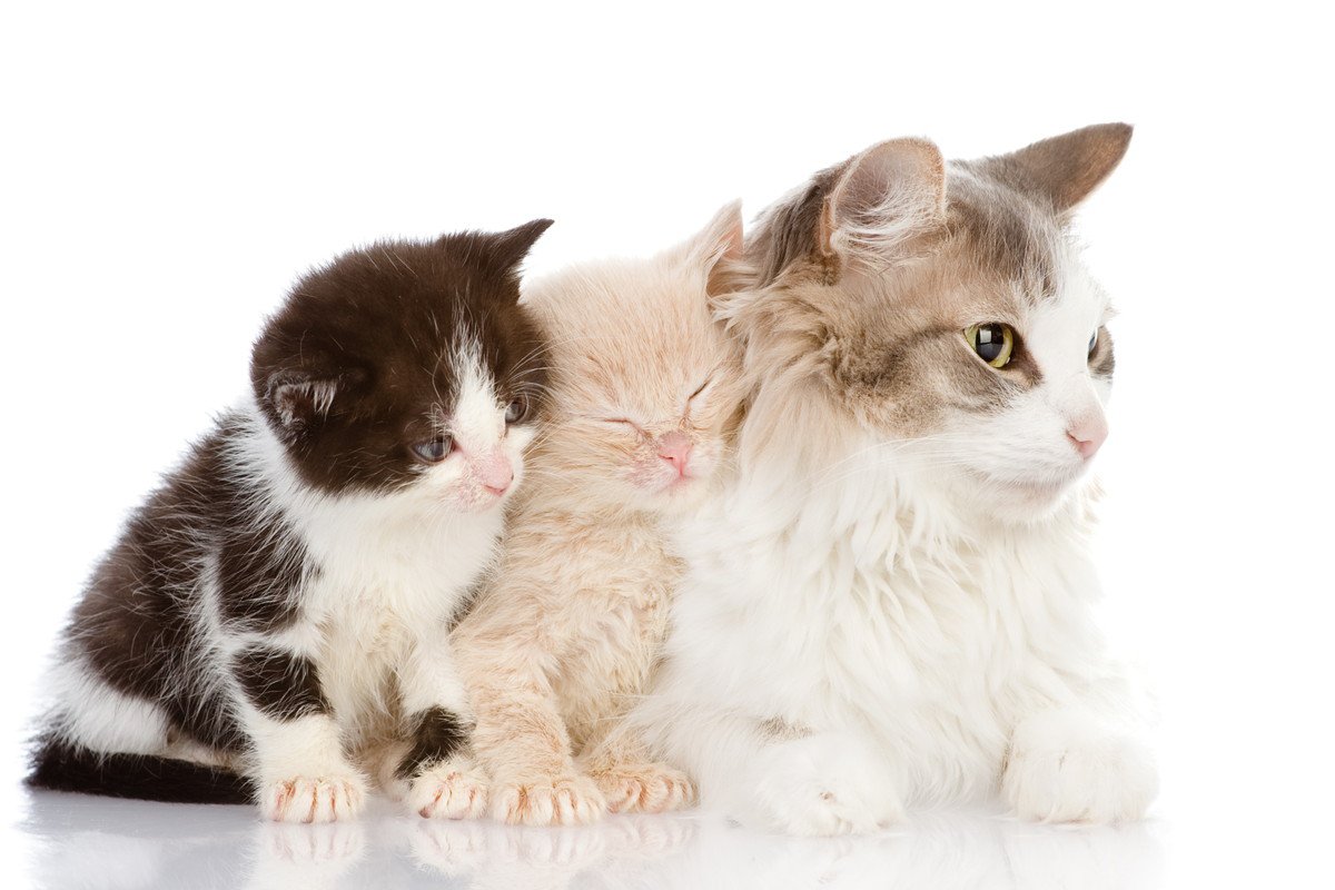 猫の遺伝に関する『豆知識』3選　実はさまざまな特徴に影響を与えている？