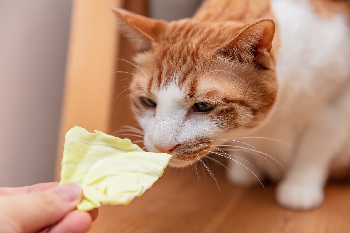 今が旬の『春キャベツ』猫が食べてもOK？与えるときに注意したい3つのこと