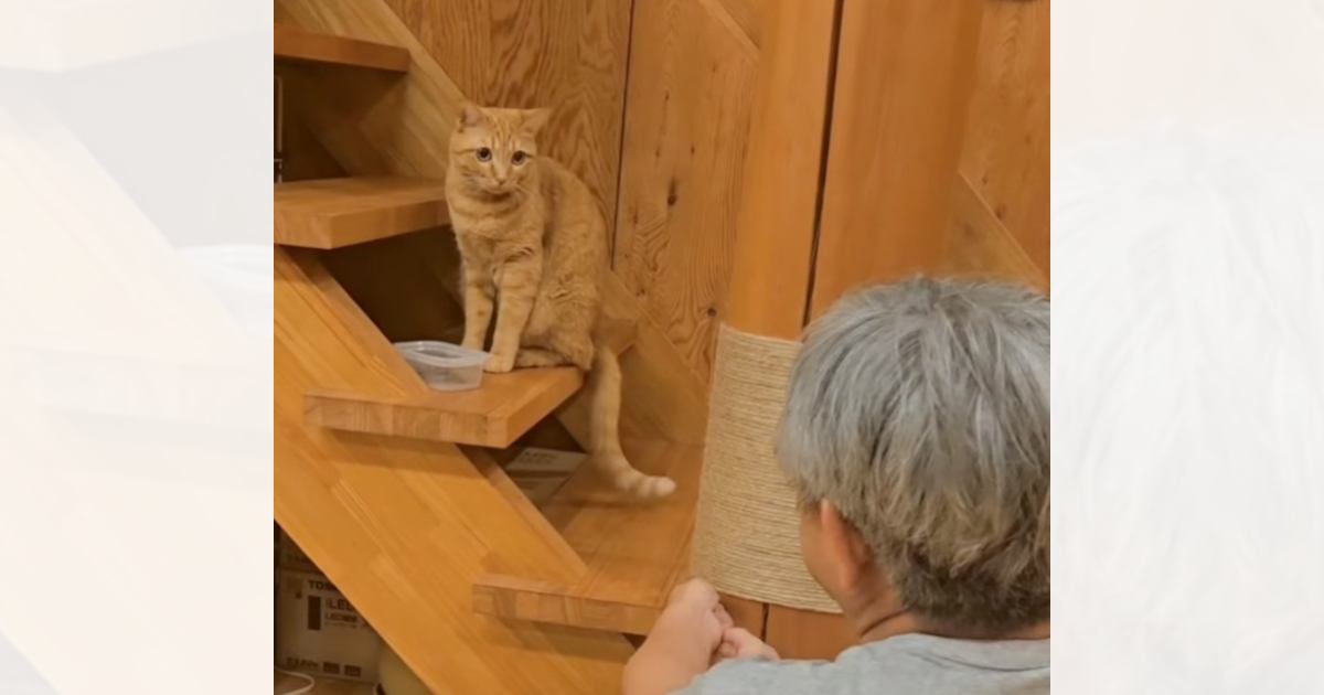 3歳の誕生日を迎えた猫に……父が用意した『贈り物』と『猫の反応』が素敵すぎると53万再生「本当に優しいパパ」「愛情たっぷりだね」と絶賛