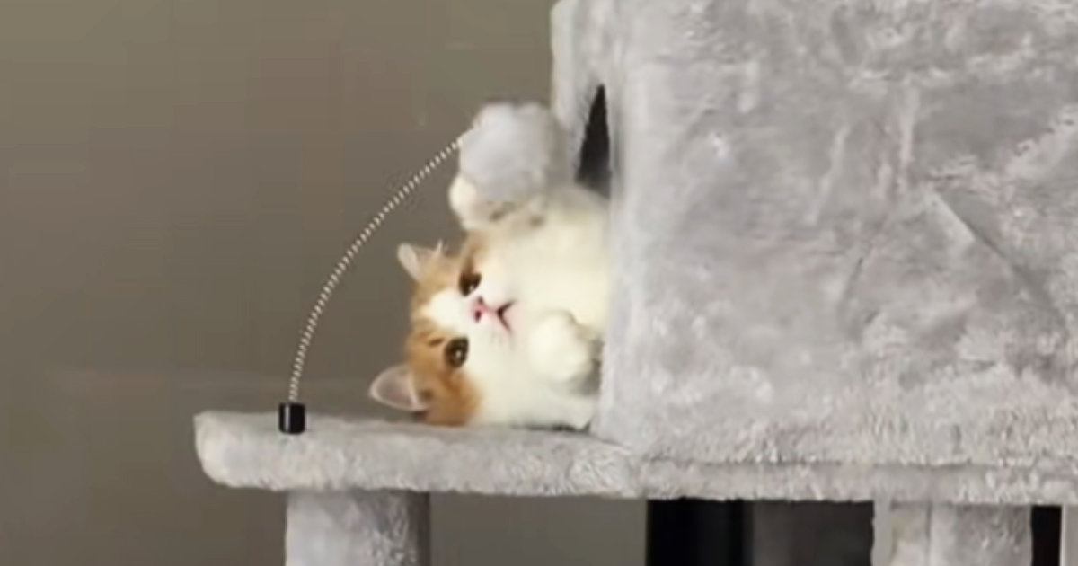 お気に入りのおもちゃで遊びまくった猫→先に付いていた『ボンボン』が取れた結果…『切なすぎる光景』に「つけてあげてｗ」「想像以上で笑った」