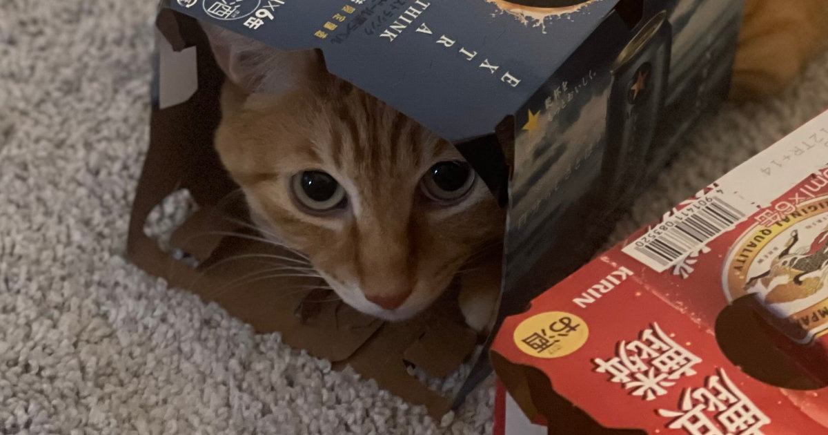 『隠れられていると思ってる？』ビールの空き箱に入った猫ちゃん…微笑ましすぎる瞬間に２万いいね「おちゃめだねｗ」「めっちゃ可愛い」