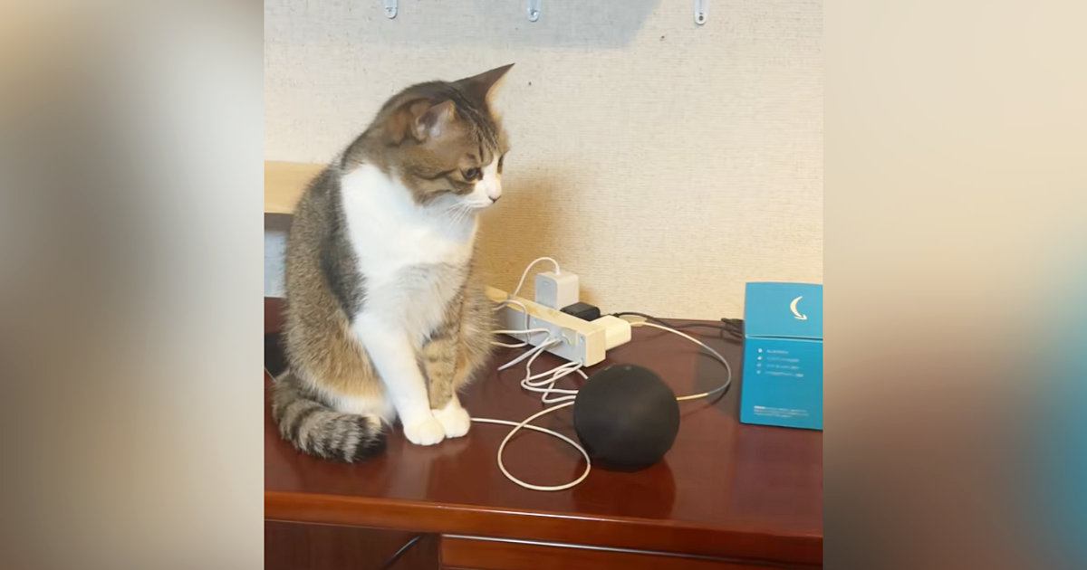 スマートスピーカーに『猫のモノマネして』と指示した結果→隣にいた猫が…まさかの光景が68万再生「触り方が面白いｗ」「可愛すぎるｗｗ」