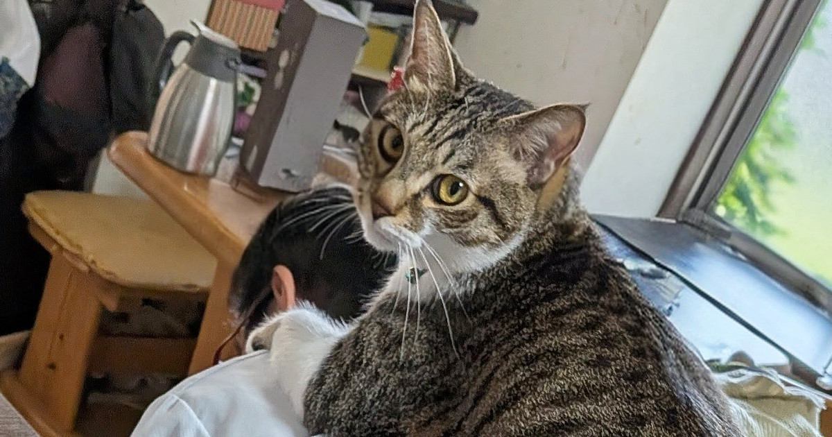 パパが仕事に行く準備をしていると、ネコが…朝の『微笑ましすぎるやり取り』に反響「ギックリ腰になるｗ」「なかなか重厚感があるボディｗ」