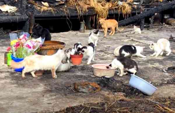 飼い主さんが火事で…残された20匹の猫たちの行方は？vol.1