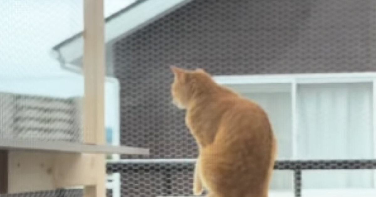 テラスでお留守番していた猫→背後まで来ていた『飼い主』に気づいた瞬間…尊すぎる光景が391万再生「早く帰りたくなるねｗ」「感動した」
