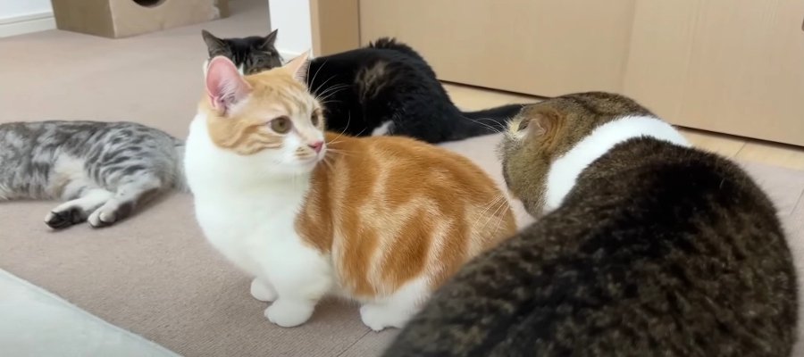 仲良しの猫ちゃんたちと再会！親子猫さんたちの反応とは？