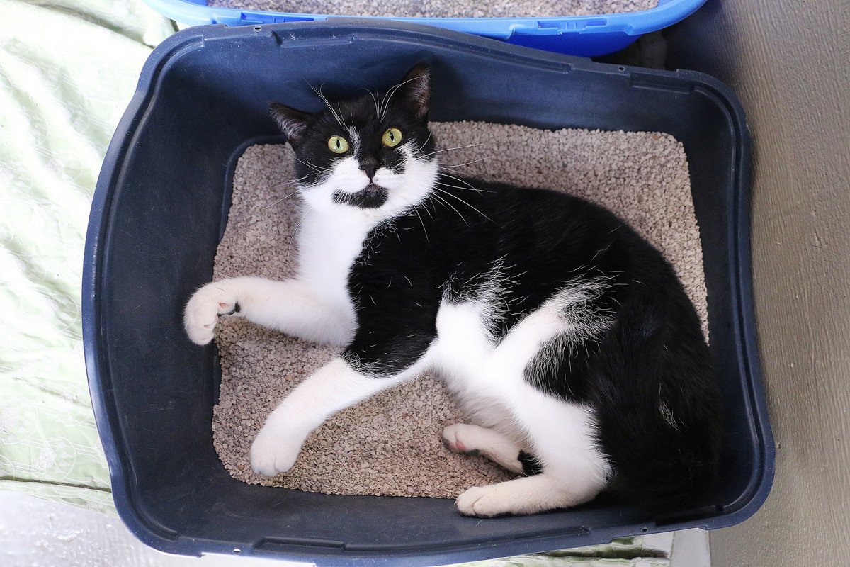 猫が『猫砂』を食べてしまうのはなぜ？4つの理由と、やめさせるための方法