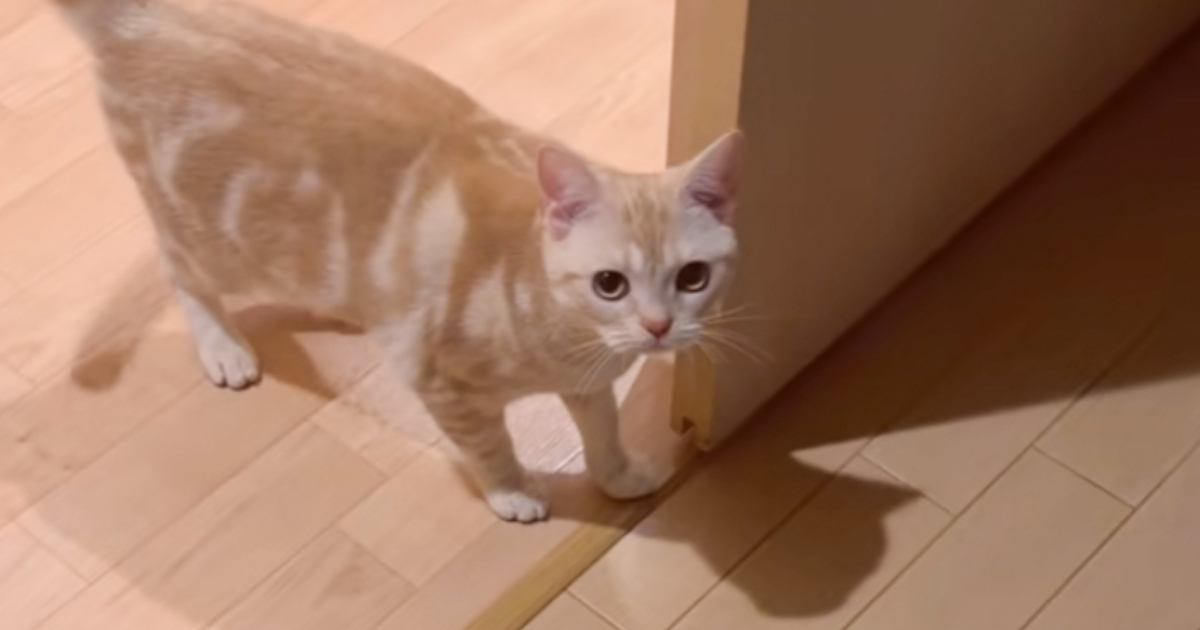 『わっ!』と猫を驚かせてみたら…直後に見せた『予想外のリアクション』が可愛すぎると21万再生「忖度を感じる」「永遠に見れる」