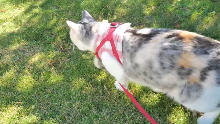 危険！猫ちゃん強気で蜂さんにまっしぐら！