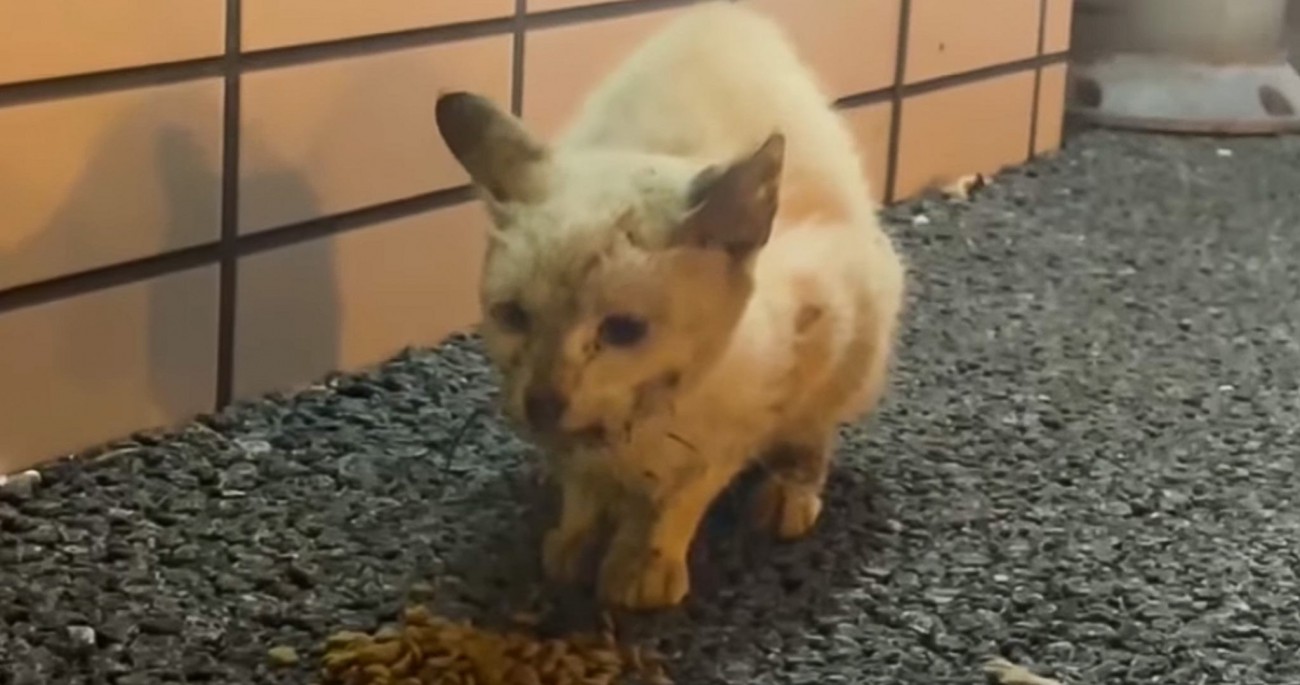 ぼろぼろガリガリの野良猫が保護されて…涙なしには見られない『変化の様子』が141万再生「本当に感動した」「愛情にただただ涙」